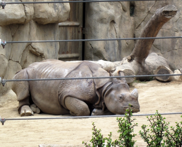 A rhinoceros with a face only a mother could love